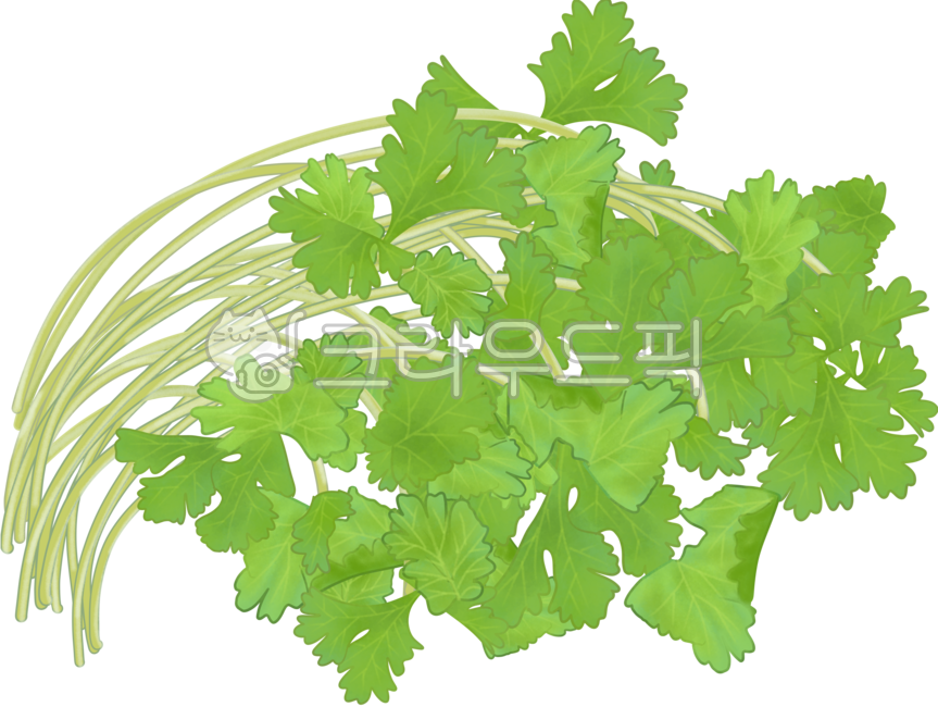 고수,야채,채소,미나리,식재료