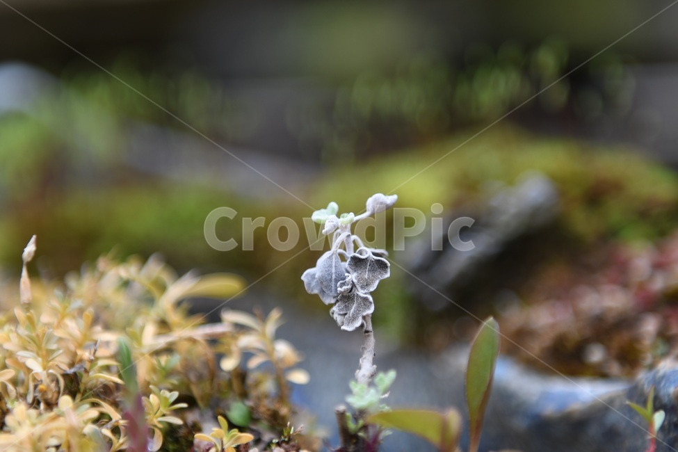 식물,꽃,감성사진,자연,flower,꽃사진,봄,봄꽃,계절,감성,4월,spring,힐링,자연풍경,풍경,식물,자연,plants,nature