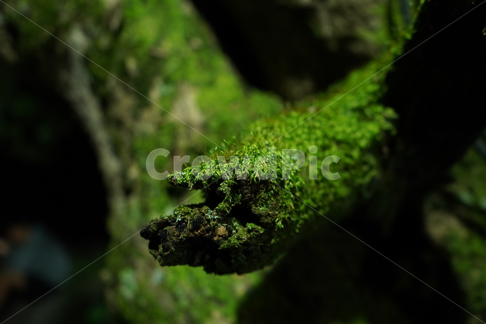 이끼,식물,moss,plant,산,식물,자연,plants,nature
