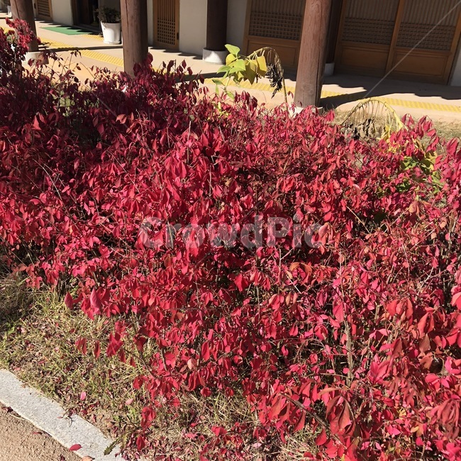 꽃,플라워,빨강,가을,한국,koreaflower,자연,길가,길가에핀꽃,아름다운,봄,산뜻함,natere