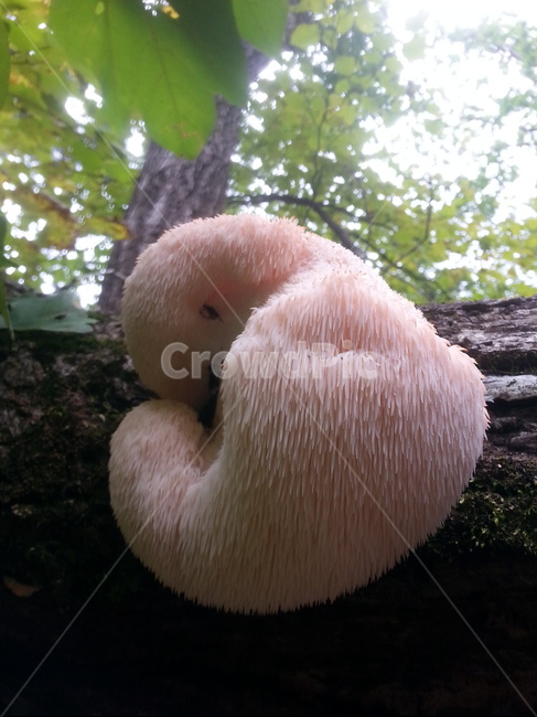노루궁뎅이버섯,궁뎅이버섯,버섯,자연산버섯,야생버섯,식용버섯,약용버섯,식물,자연,plants,nature,버섯,mushroom