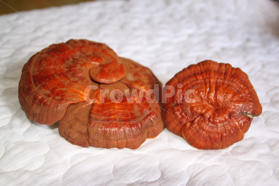 영지,버섯,야생,자연산,음식,버섯,mushroom