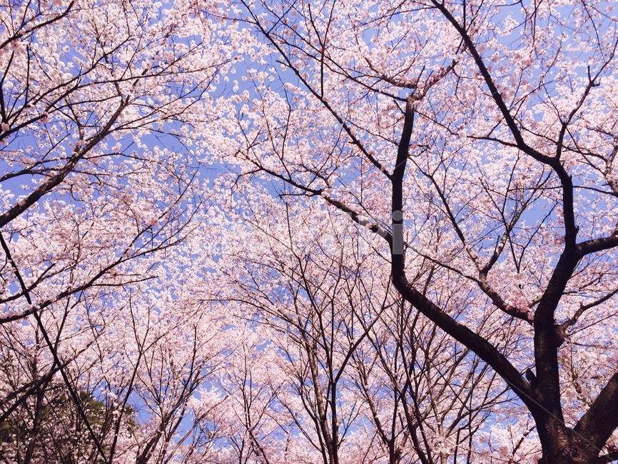 봄,벚꽃,나무,하늘,자연,꽃,봄,계절,spring,season,plant,식물,tree
