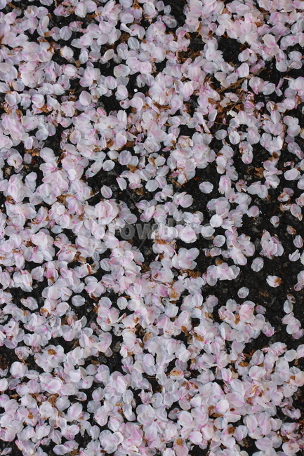 꽃잎,도로,벚꽃,햇살,분홍빛,수많은,꽃,길,그림자,bud,road,cherryblossom,sunshine,pink,alotof,flower,street,shadow
