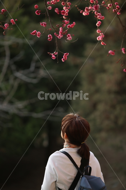홍매화,사람,꽃,나무,분홍색,핑크,여자,가방,봄,여성,여자,woman,female,lady,여행,휴가,traveling,vacation,trip