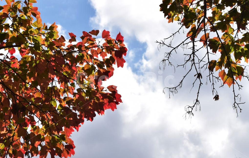단풍나무,하늘,단풍,나무,하늘과단풍,가을,청량한하늘,가을,계절,fall,autumn,season,자연,풍경,nature,landscape,plant,식물,leaf,잎,tree,maple