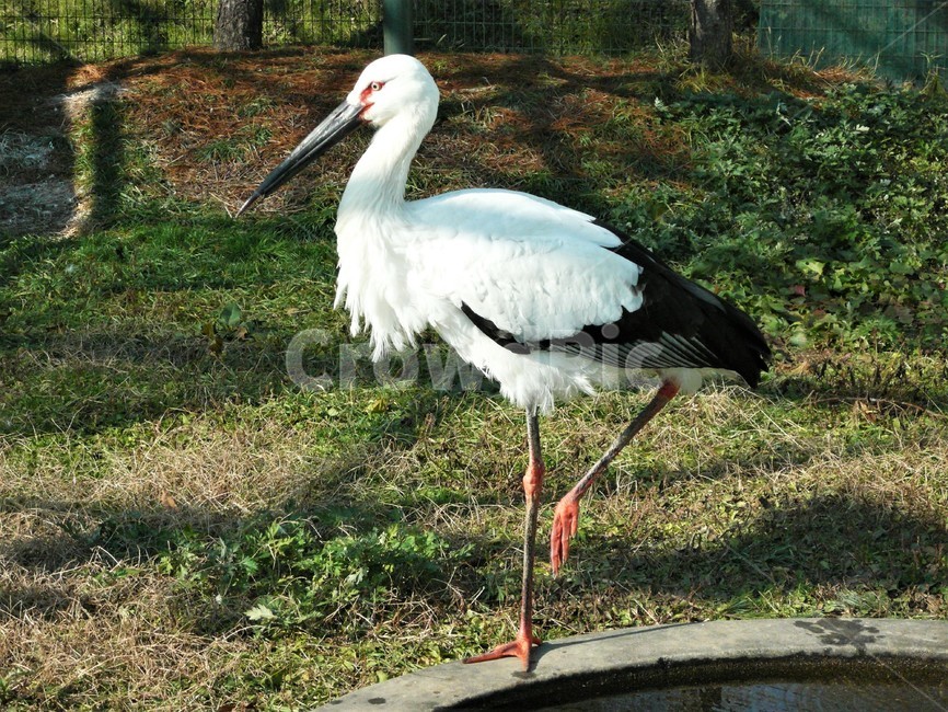 황새,황새과,겨울철새,멸종위기야생생물,천연기념물,야생조류,새,bird,자연