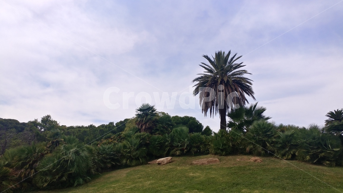 풍경,나무,하늘,구름,자연,자연,풍경,nature,landscape,summer,여름,tree,palm tree,야자수,plant,식물,outdoors,옥외