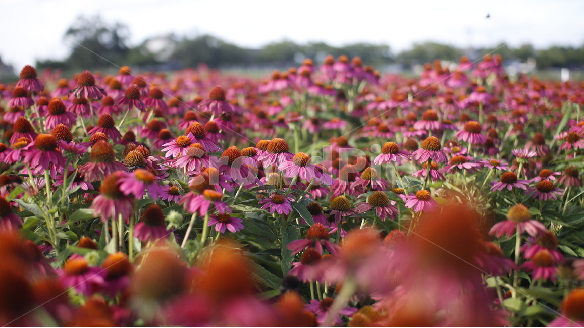 gaillardiapulchellafoug,에키네시아,드린국화,천인국,국화,꽃,flower,echinaceapurpurea,pink,분홍,두상화,설상화,관상용,관상용꽃,생화,꽃밭,flowergarden,flowerbed,식물,자연,plants,nature,꽃,flower