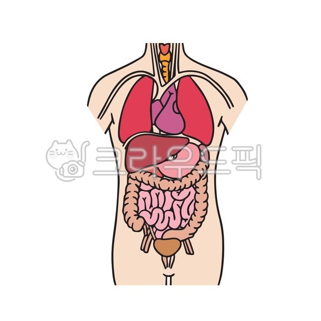 인체구조,통증,인체구조일러스트,내장통증,간,인체,신경,내장,소화기관,인체소화기관