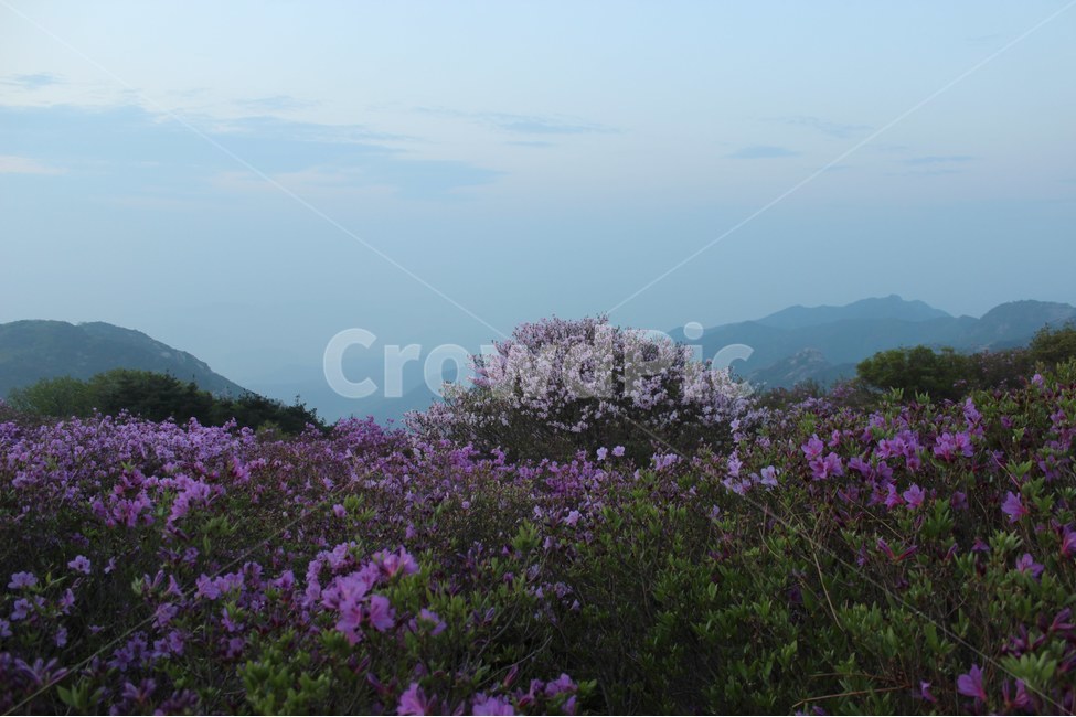 경치,자연,풍경,하늘,나무,봄,계절,spring,season,자연,풍경,nature,landscape,한국자연풍경,한국자연경관,korea nature landscape,plant,식물,outdoors,옥외