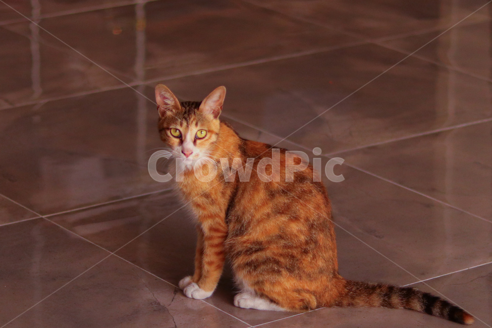 Meow,stray cat,cat,animal,straycat