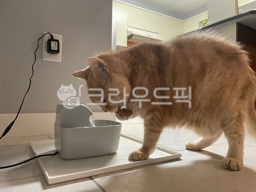 Meow,cute,Pets,kitten,cat,animal,pet