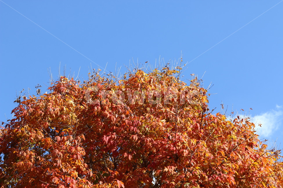 가을,autumn,tree,나무,단풍,가을,계절,fall,autumn,season,식물,자연,plants,nature,나무,trees,wood,leaf,잎,plant,maple