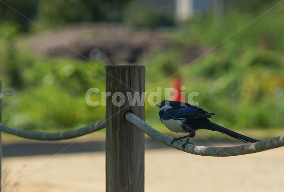 까치,새,조류,야생,말뚝,밧줄,동물,animal,조류,새,birds