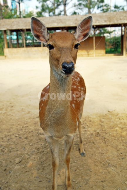 꽃사슴,사슴,동물,반점,월미공원,대륙사슴,매화사슴,포유동물,동물,animal,포유류,mammal