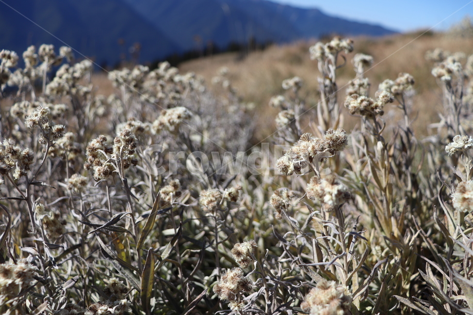 들꽃,하늘,야외,들판,파란,grass,plant,식물,식물,자연,plants,nature
