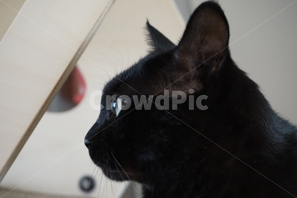 동물,고양이,냐옹이,코리안숏헤어,블랙,동물,animal,포유류,mammal,고양이,cat,kitten,kitty