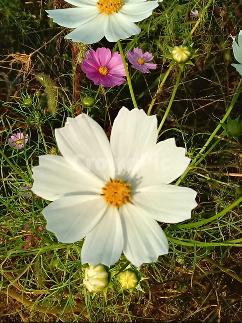 꽃,식물,plant,flower,코스모스,꽃잎,식물,자연,plants,nature,꽃,flower