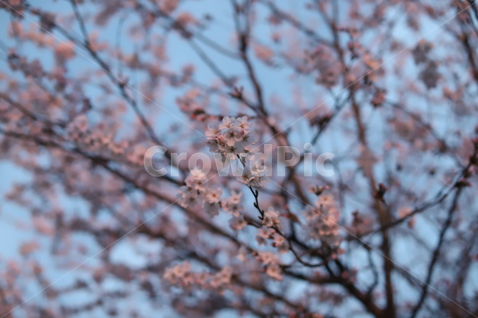벚꽃,꽃,봄,감성,감성사진,화사함,분위기,아름다움,봄,계절,spring,season,식물,자연,plants,nature,꽃,flower,plant,blossom