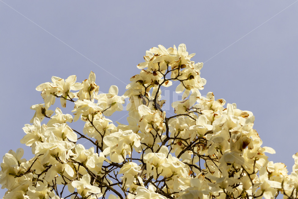목련,백목련,봄꽃,목련꽃,흰목련,식물,자연,plants,nature,꽃,flower