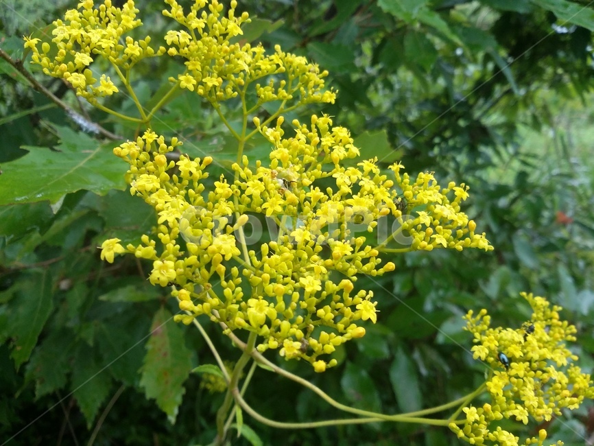 꽃,flower,식물,plant,자연,식물,자연,plants,nature