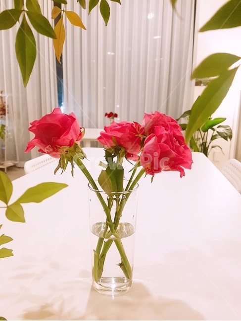꽃,자연,풍경,예쁜꽃,장미,꽃향기,까페,분위기,아름다운,초록,빨강,장미향기,꽃병,예쁜,향기