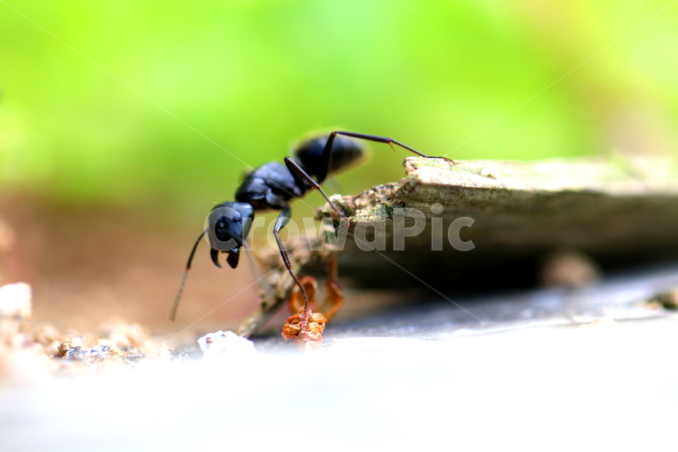 동물,개미,곤충,자연,ant,동물,animal,곤충,벌레,insect,bug