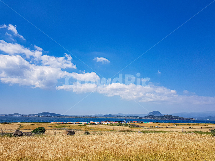 자연,힐링,하늘,보리밭,구름,맑음,nature,제주도,제주,경치,landscape,보리,barley,풍경,scenery,sunny,봄,spring,휴식,rest,healing,sky,cloud,푸른,blue,jeju,산방산,자연,풍경,nature,landscape,field,들,outdoors,옥외,grassland,목초지