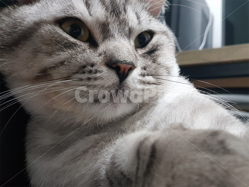 고양이,아메리칸숏헤어,아기고양이,근접촬영,고양이얼굴,동물,animal,포유류,mammal,고양이,cat,kitten,kitty