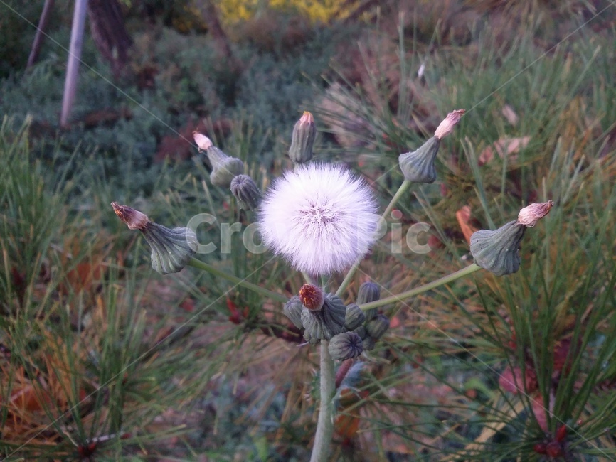 plant,식물,flower,꽃,자연,식물,자연,plants,nature,꽃,flower
