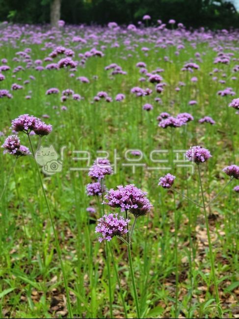 마편초,버들마편초,식물,분홍꽃,옥외,꽃밭