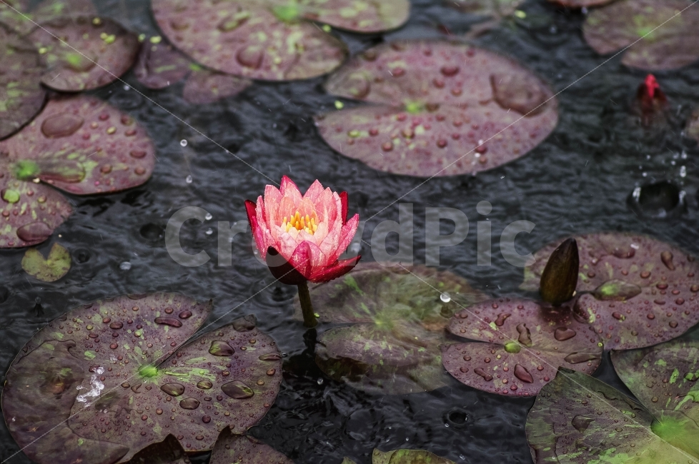 Flower,Rain,Red,연꽃,감성,비,비오는날,rain,rainy,식물,자연,plants,nature,꽃,flower