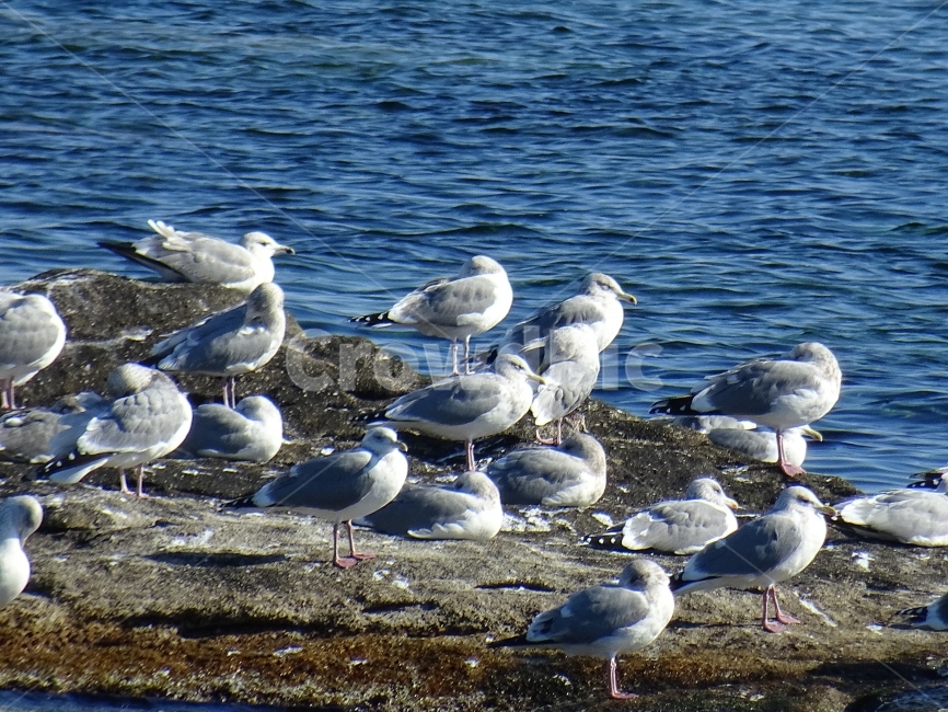 갈매기,동물,조류,새,gull,동물,animal,조류,새,birds