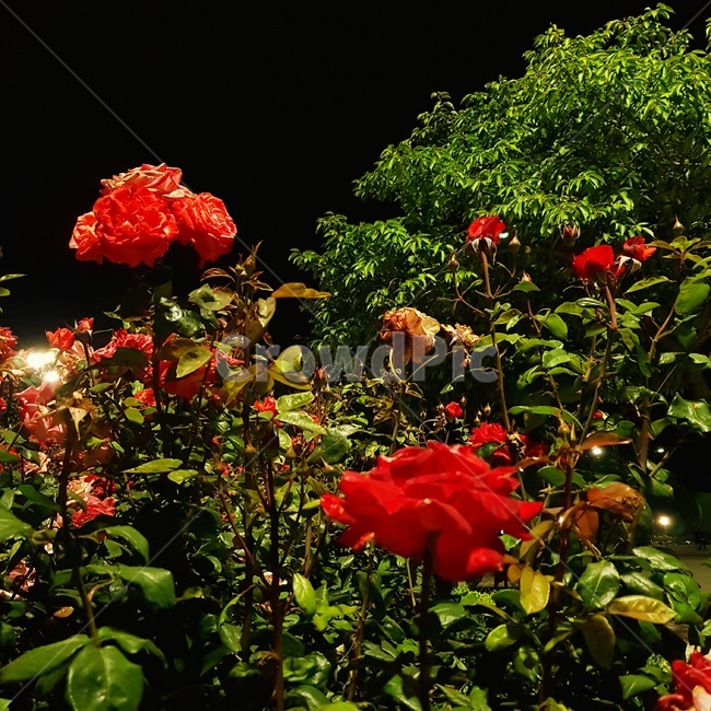 장미,로즈,rose,밤,야경