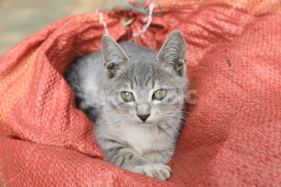 고양이,아기고양이,집고양이,코리안숏헤어,애완동물,동물,애완묘,냐옹이,animal,cat,koreanshorthair,kitty,동물,animal,포유류,mammal,고양이,cat,kitten,kitty