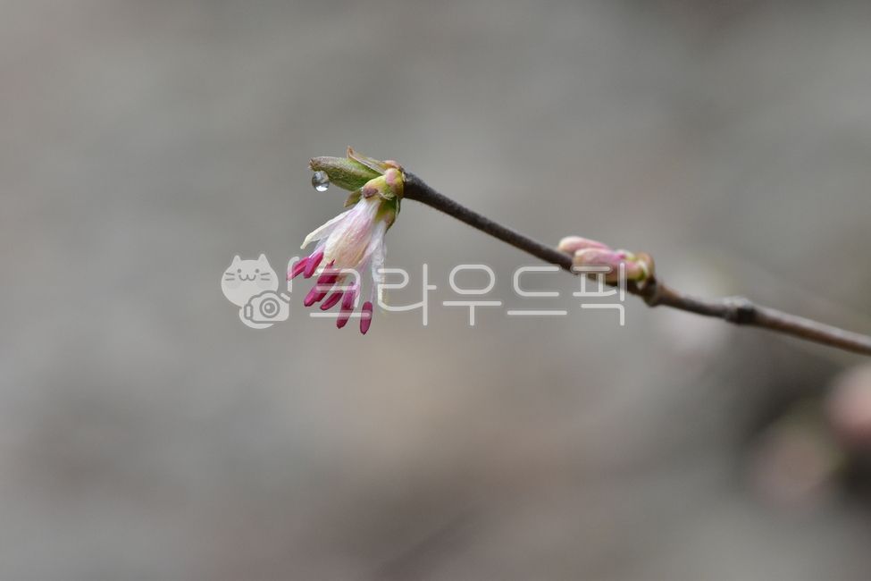 flowers,seasons,nature,Olgoebul tree,vegetation,woody,flower,healing,ecology,wildflowers,mountain flowers,plants,background,grass,season,sensitivity,wild