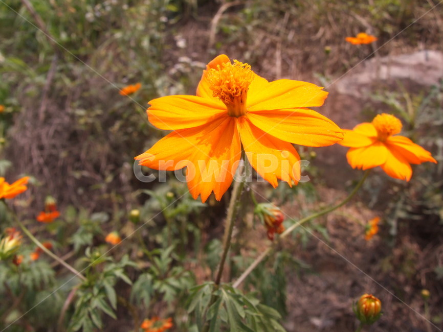 식물,꽃,야생화,황색꽃,자연,식물,자연,plants,nature,꽃,flower