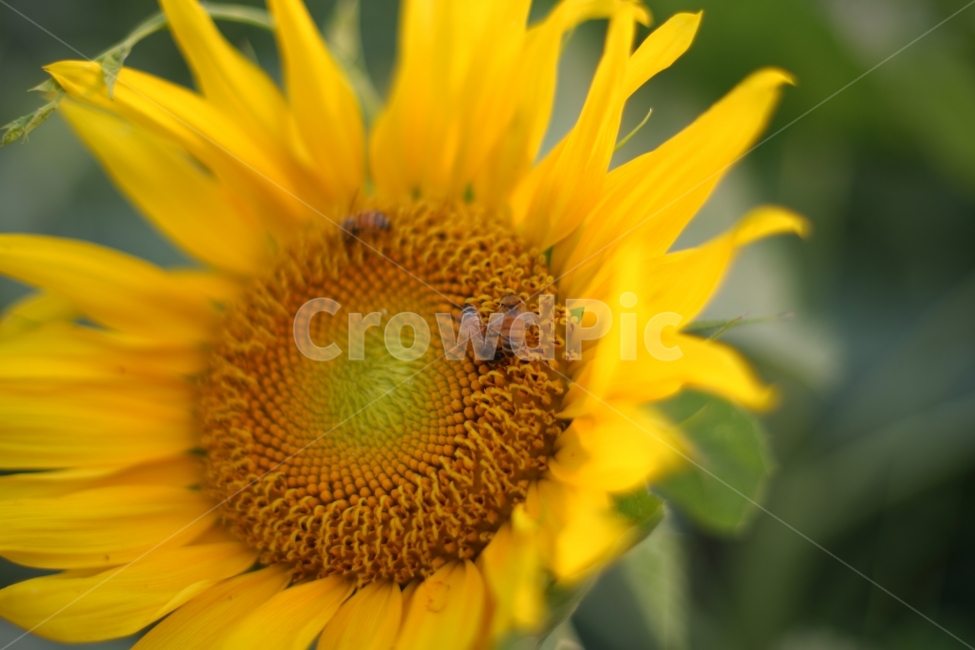 여행,식물,해바라기,여름,자연,풍경,일상,식물,자연,plants,nature,꽃,flower,동물,animal,곤충,벌레,insect,bug
