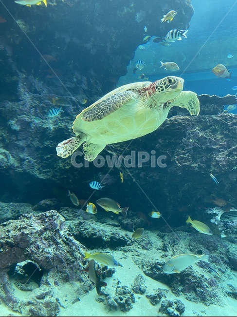 sealife,해양생물,animal,동물,water,turtle,물,fish,물고기,거북이