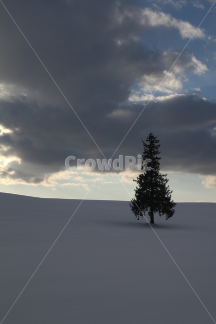 tree,나무,눈,snow,풍경,겨울,계절,winter,season