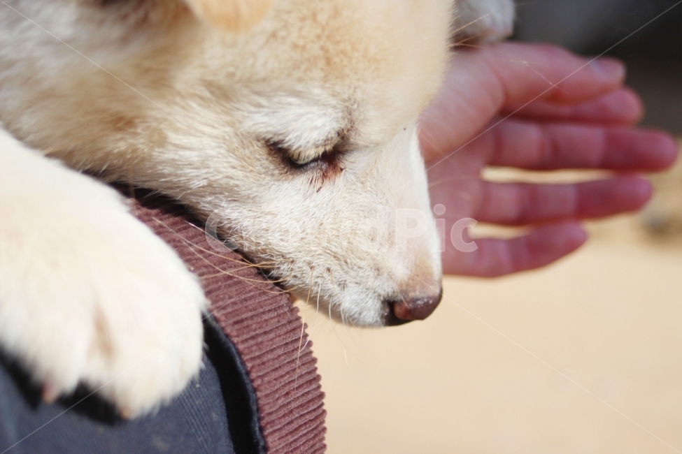 개,강아지,dog,puppy,doggy,동물,animal,백구,멍멍이,동물,animal,포유류,mammal,개,강아지,dog,doggy,사람,인물,인간,human,person,신체일부,몸,body