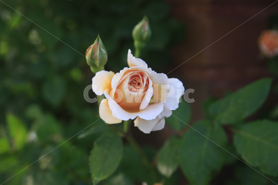 장미,꽃,장미꽃,장미축제,장미사진,식물,곡성장미축제,장미배경,plants,nature,flower,rose,식물,자연,plants,nature,꽃,flower