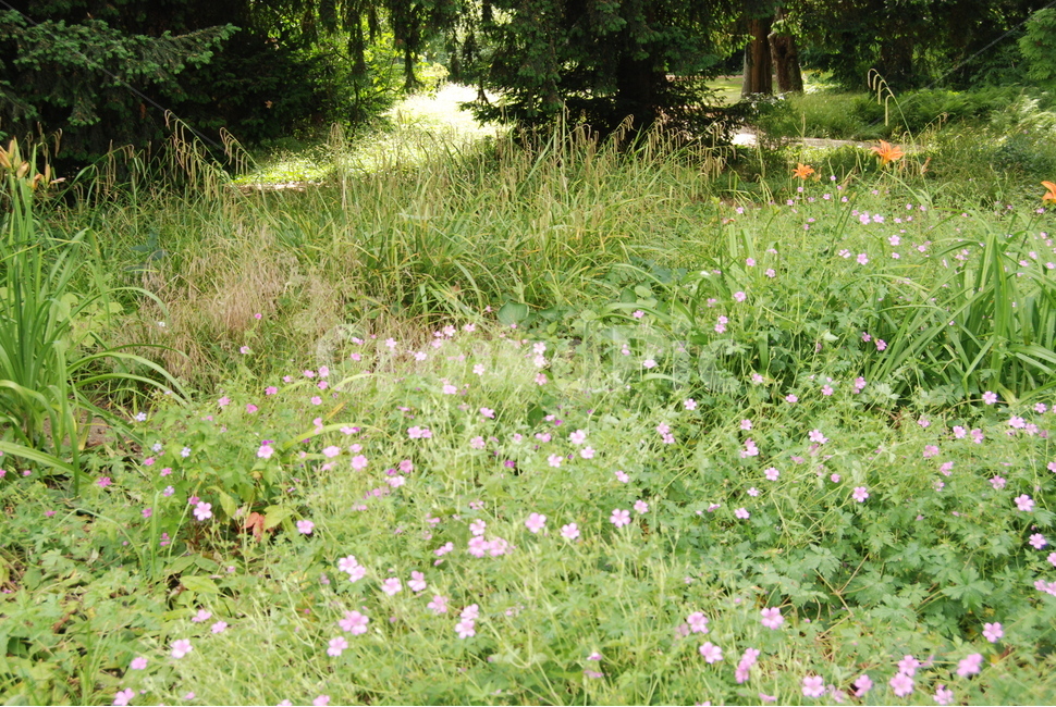 옥외,목초지,자연,식물,잡초,시골길,시골,들,식물,자연,plants,nature