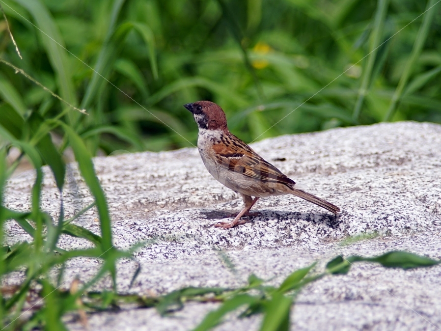 부산,참새,온천천,조류,탐조,동물,animal,조류,새,birds