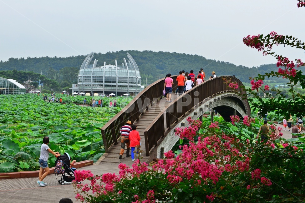 nature,자연,plant,식물,무안,연꽃축제장,무안연꽃축제장,human,인간,person,사람,garden,정원,arbour,정자,outdoors,옥외