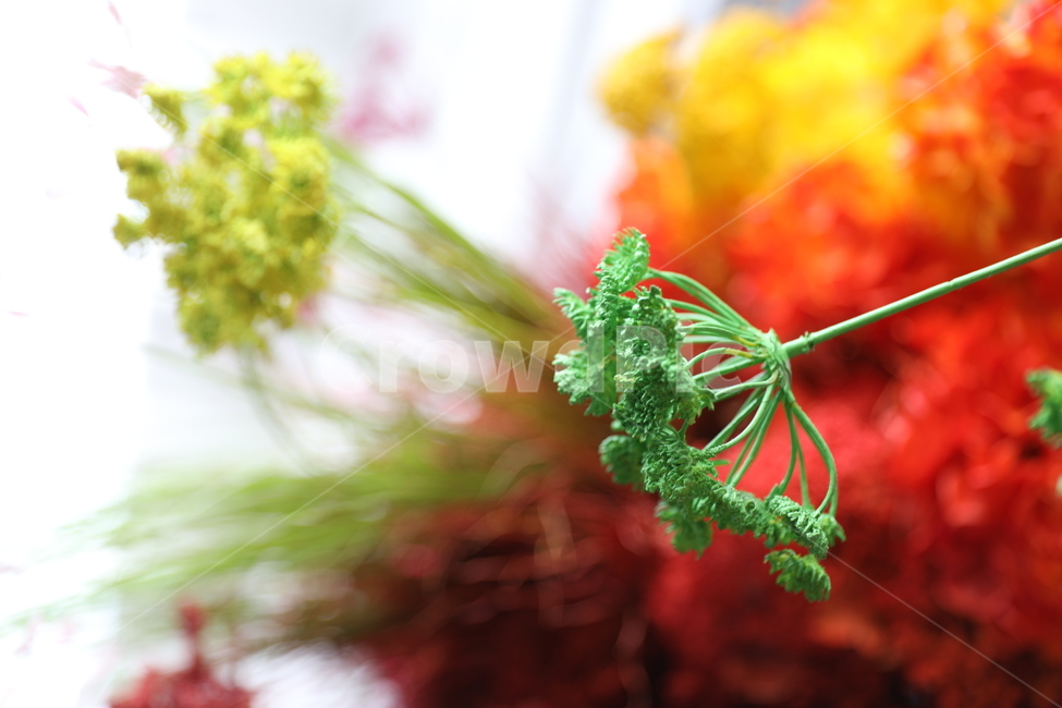 plant,식물,시장,꽃,market,flowers