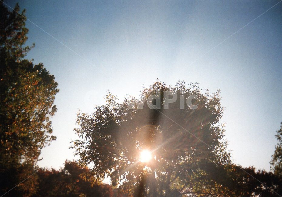 나무,햇빛,나무햇빛,나무틈새햇빛,해,자연,풍경,nature,landscape,flare,플레어,light,빛