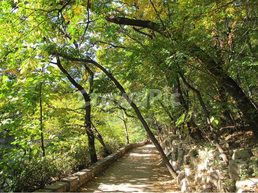 부산,산책,산책로,여름,자연,자연,풍경,nature,landscape,한국자연풍경,한국자연경관,korea nature landscape,식물,plants,나무,trees,wood,휴식,힐링,rest,relaxation,healing,path,통로,outdoors,옥외,garden,정원,arbour,정자