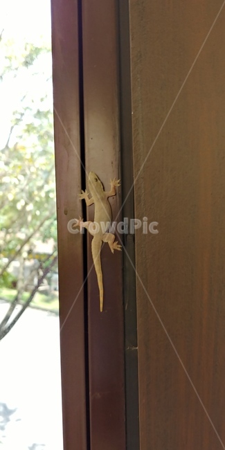 동물,도마뱀,animal,작은도마뱀,귀여운도마뱀,파충류,양서류,reptile,amphibian